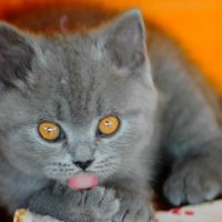 Ciopy e Cioco Cattery - British Cat