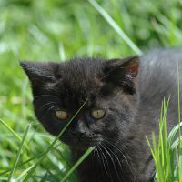 Ciopy e Cioco Cattery - British Cat